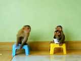 غذادادن به میمون