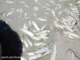 تلف شدن صدها  ماهی در مادیان رود / شهرستان کوهدشت