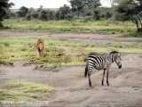 حیوانات متعدد و شیرهای درنده در حیات وحش افریقا