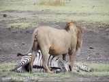 شکار گور خر  توسط شیر گرسنه در حیات وحش افریقا