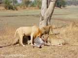 شکار گورخر توسط شیرهای درنده حیات وحش افریقا