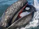 حمله نهنگ های قاتل و کشتن نهنگ خاکستری کشتن