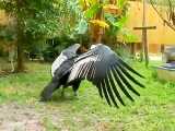 لاشخور پرنده ای است با طول هر بال ۳ متر و۱۵ کیلو وزن دارد.