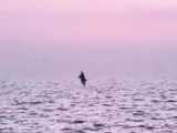 پرش نهنگ قاتل پس از نوازندگی نی انبان در بوشهر !