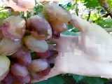 انگور تجاری درشت-نهالستان پارس-09159157465