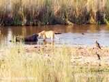 جنگ شیرهای درنده و تمساح خطرناک در حیات وحش افریقا