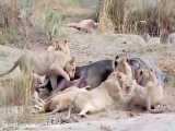 شکار شیرها ی ناکام در حیات وحش افریقا