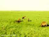 شکار کفتارهای حیات وحش افریقا