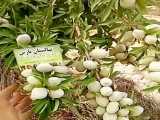 فروش درخت بادام-خرید نهال بادام-09152157465