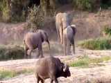عجایب فیلها و کرگدنها  و اسب ابی در حیات وحش افریقا