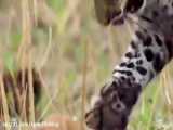 نحوه شکار پلنگ از بالای درخت مرتفع در حیات وحش افریقا