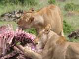 نبرد و کشمکش بین شیرها و کفتارها