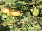 باغ سیب مدرن-نهال سیب اصلاح شده-09159157465