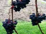 باغ انگور لابروسکا -نهالستان پارس-09159157465