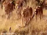 انتقام زرافه از شیر درنده در حیات وحش افریقا و بقیه ماجرا