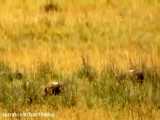 شکار شیرها و بازی روباه مکار با مار در حیات وحش افریقا
