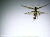 ویدیو پرواز حشرات با نرخ 3200fps از نمای نزدیک - زومیت