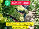 خرید و فروش انگور صادراتی کاشمر - 09156202081