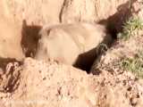 حمله گله کفتارها به کرگدنها در حیات وحش افریقا