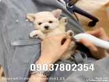فروش سگ شیتزو پودل عروسکی پاکوتاه آپارتمانی خونگی شماره تماس 09037802354