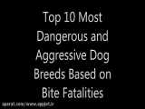 ۱۰ تا از خطرناک ترین سگ های جهان و بشناسین