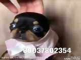 فروش سگ شیهواهوا آپارتمانی پاکوتاه عروسکی خانگی مینیاتوری شماره تماس 09037802354