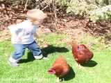 فامیلای چیکا رو پیدا کردم :) فیلم طنز :اگر مرغها حرف میزدند
