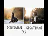 سگ گریت دین vs سگ دوبرمن