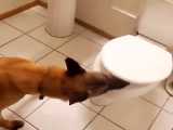 دستشویی رفتن سگ