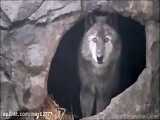زوزه گرگ سیاه در غار از زاویه خیلی نزدیک