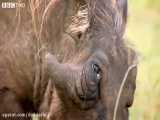 مستند حیات وحش | مادری کردن گراز وحشی برای خدنگ های گرسنه