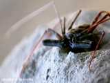 حیات وحش ترسناکترین حشرات جدید | لمس ترسناکترين حشرات و مرگ HD