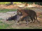 حیات وحش | نبرد حیوانات - ببر - شیر - بوفالو - پلنگ