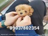 فروش سگ پودل عروسکی پشمالو پاکوتاه آپارتمانی خانگی شماره تماس 09037802354