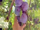محصولات و میوه های رنگارنگ باغ ما در تابستان | دکتر احسان مهریزی 