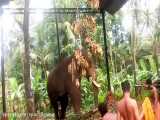 فیل غول پیکر هندی