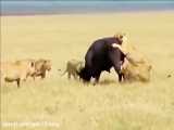 جنگ و جدال  شیرهای افریقایی با بوفالوها  و عجایب ان