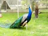 لحظه زیبای باز شدن پرهای طاووس