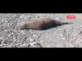 پیدا شدن لاشه سگ آبی در پیرانشهر، آذربایجان غربی