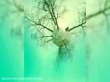 جیپسی استروناتس - جنگل (تیزر)