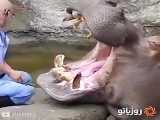 مسواک کردن زدن دندان های اسب آبی در باغ وحش