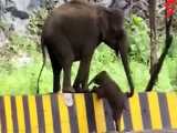 صحنه جالب کمک فیل به بچه اش برای بالارفتن از جدول!