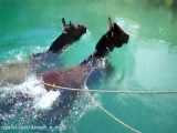 اسب | عبور اسبان از آب های زلال | پاتاگونیا | آرژانتین
