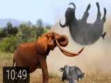 مستند جذاب و دیدنی راز بقا، نبرد فیل عصبانی با بوفالو