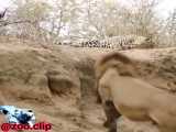 حمله غافلگیرانه شیر نر به پلنگ