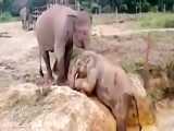 گیر افتادن بچه فیل و کمک مادر