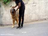 حمله سگ قفقازی بعد از خروج از قفس