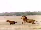 جنگ و شکار شیرهای حیات وحش افریقا