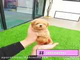 فروش سگ مینی پودل عروسکی آپارتمانی پشمالو پاکوتاه خونگی شماره تماس 09037802354