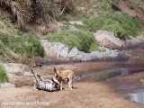 شکار گورخر توسط شیرهای گرسنه حیات وحش افریقا